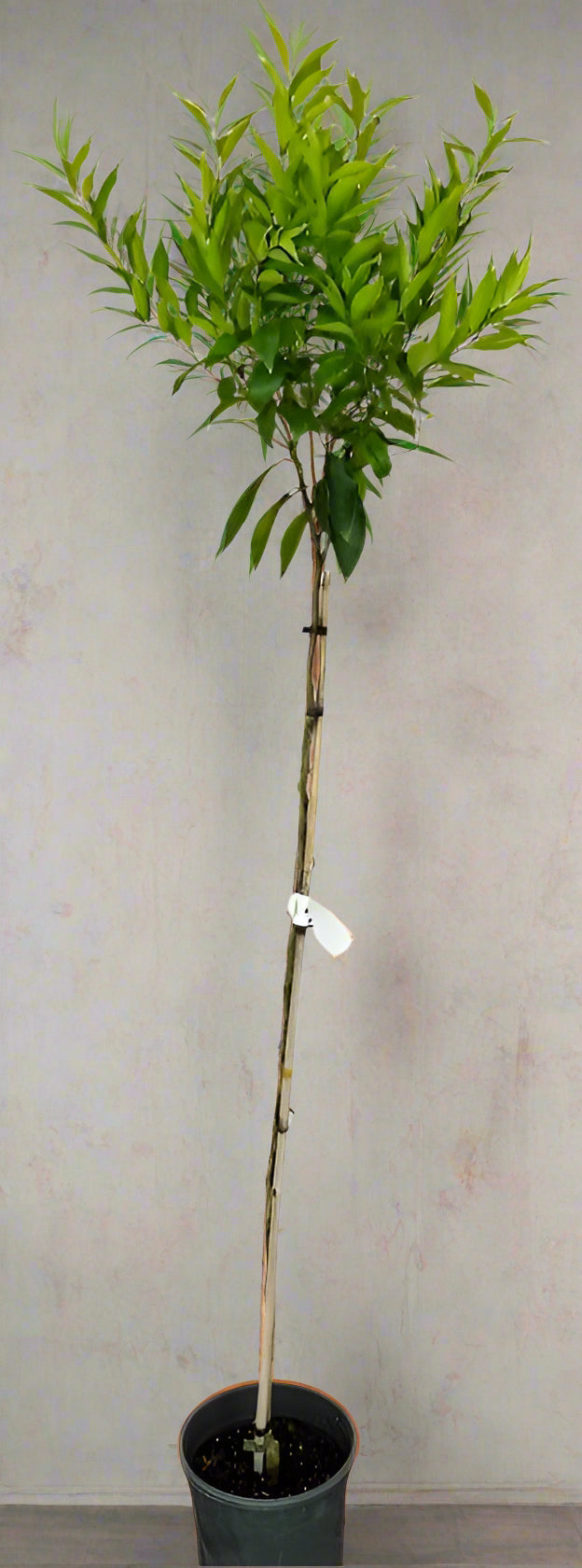 Willowleaf Mandarin Tree