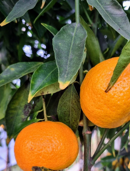 ?!label-Indicative photo