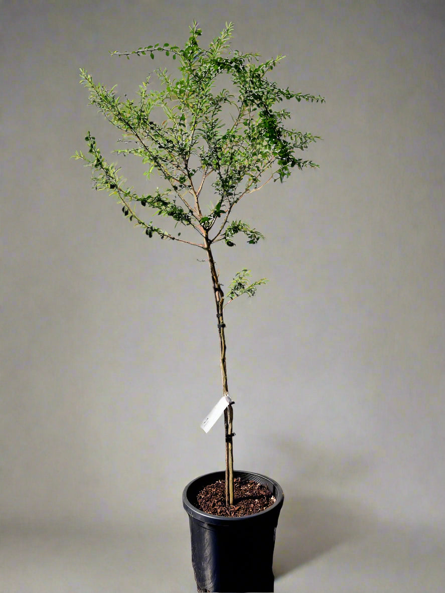 Finger Lime Tree Yellow