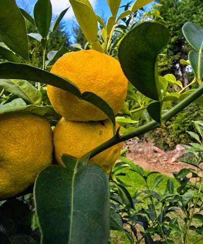 ?!label-Indicative photo