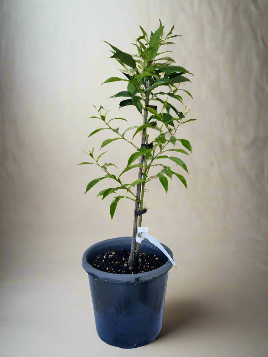 Yuzu Citrus Tree