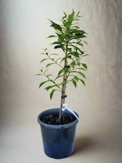 Yuzu Citrus Tree