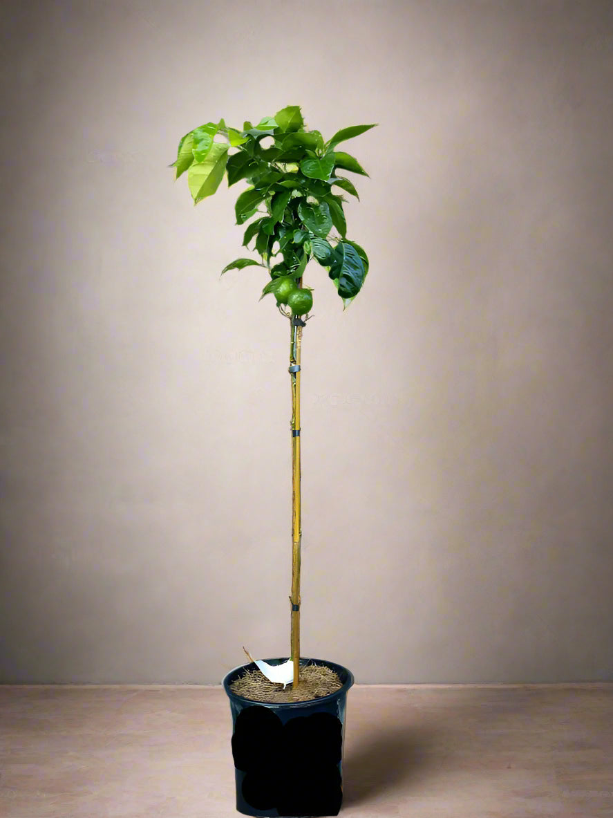 Seville Orange Tree (Common Bitter Orange Tree)