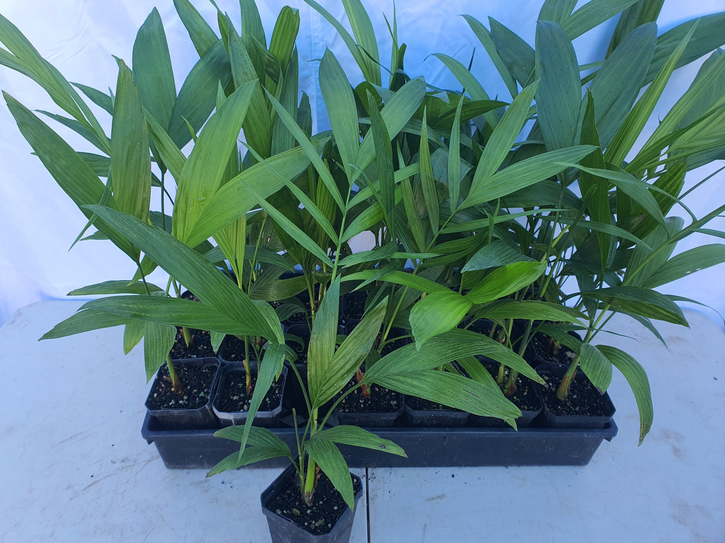 Chamaedorea Costaricana 9cm Seedlings - 30 per tray