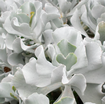 Cotyledon Orbiculata | Silver Waves