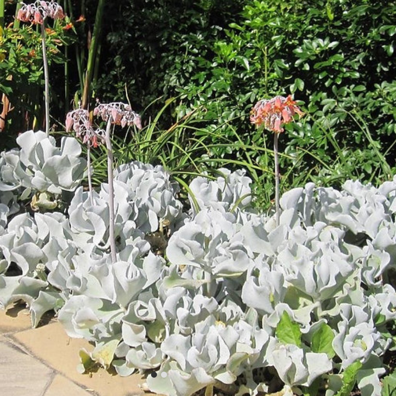 Cotyledon Orbiculata | Silver Waves