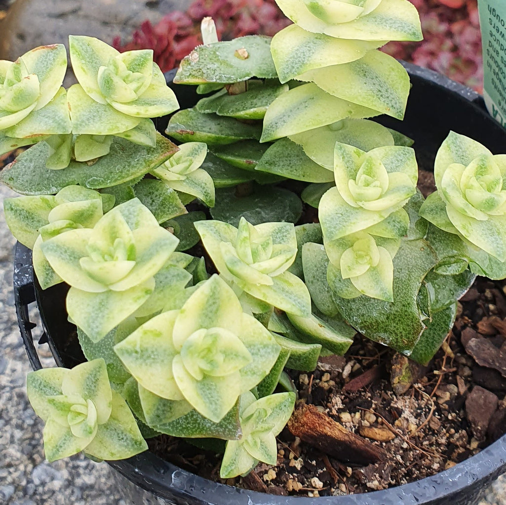 Crassula Perforata Variegata