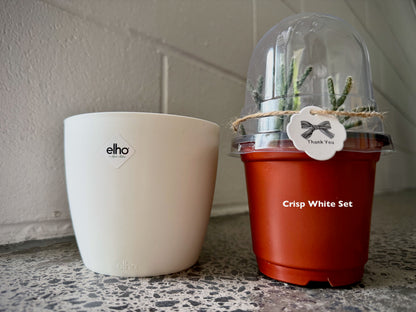 Easy care Indoor Plant Kit – Hairy Wickerware Cactus