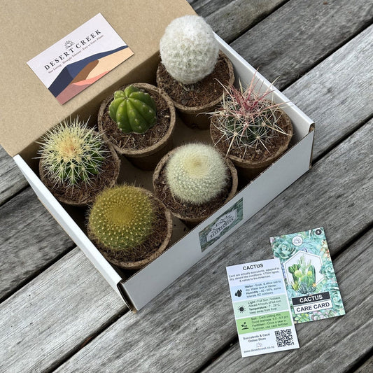 MIXED Cacti Gift Box (6 Pack)