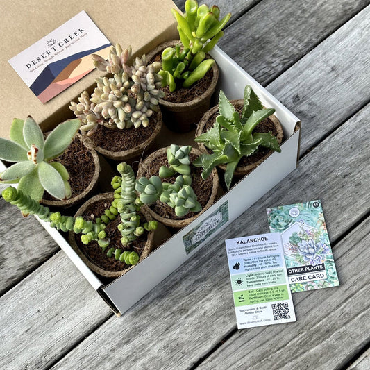 WEIRD & WONDERFUL Succulents Gift Box (6 Pack)