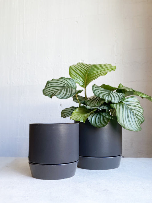 Broste Denise Pot & Saucer