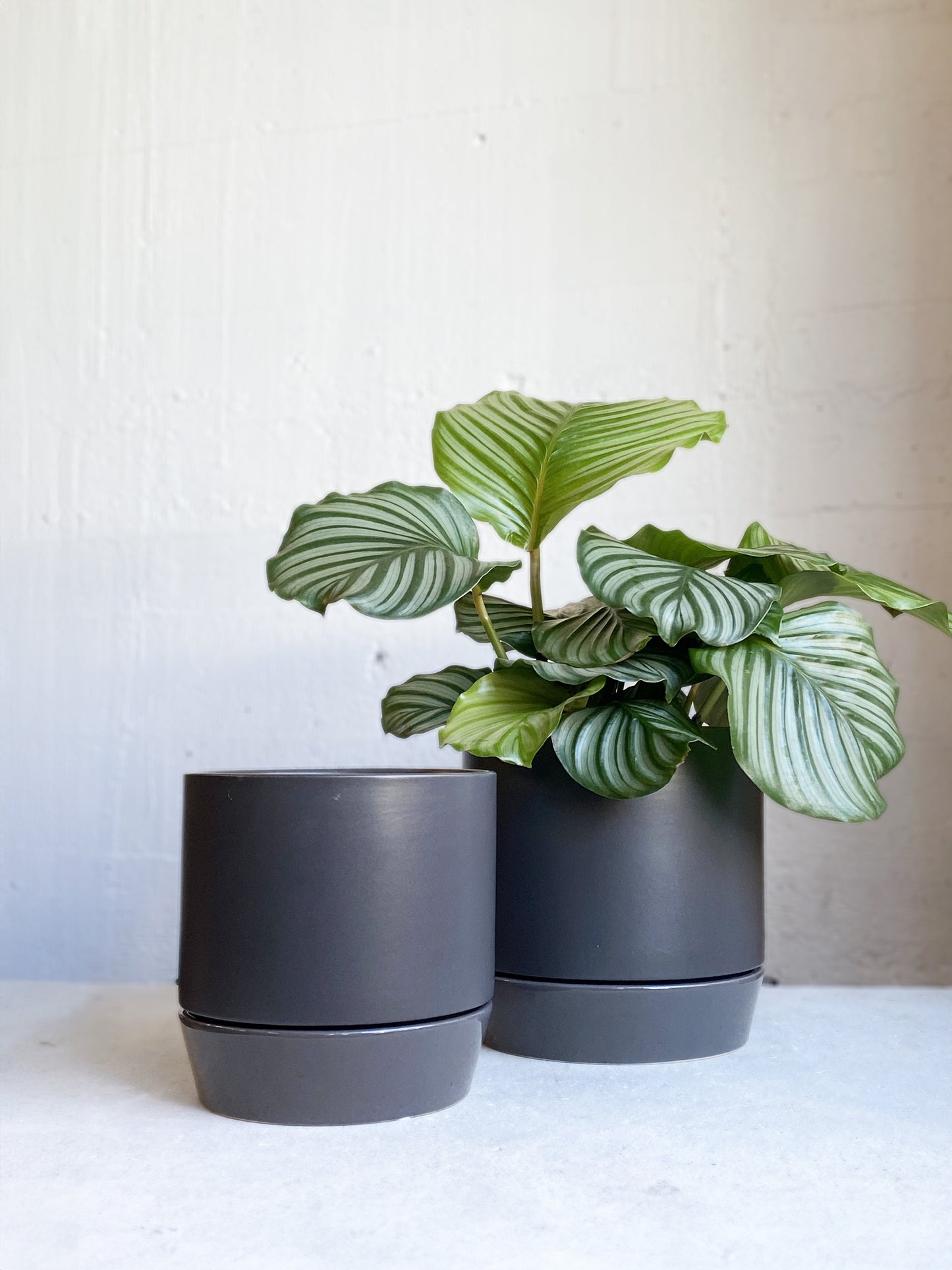 Broste Denise Pot & Saucer