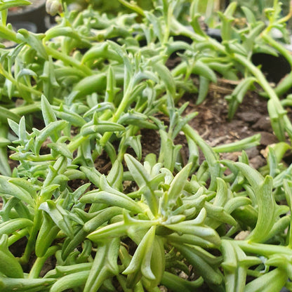 Senecio Peregrinus | String of Dolphins