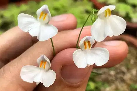 Utricularia nephrophylla - Tropical Bladderwort