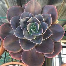 Echeveria Gibbiflore | Blue Metal