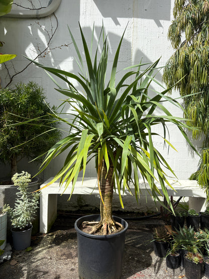 Dracaena 'Draco' - Dragon tree