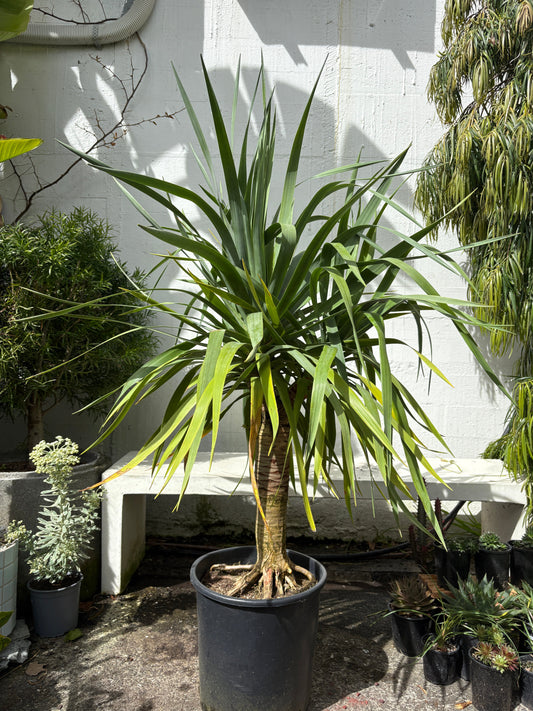 Dracaena 'Draco' - Dragon tree