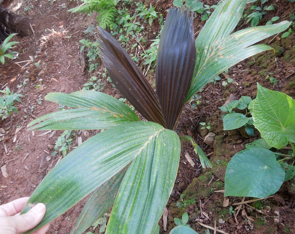 ?!label-Indicative photo