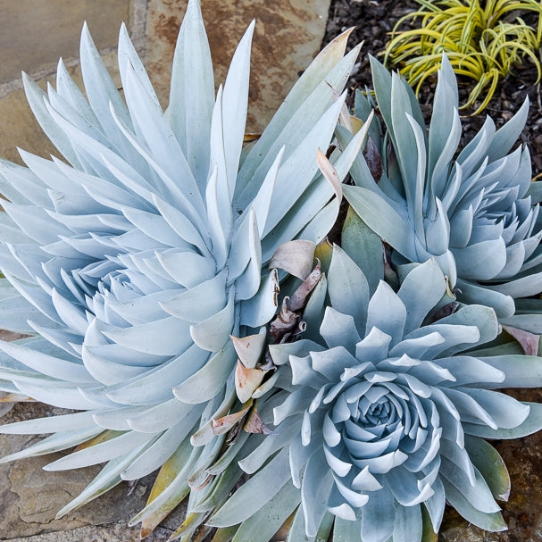 Dudleya Brittonii | Giant Chalk Dudleya