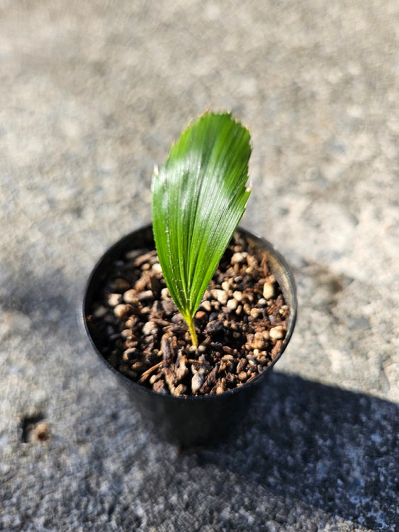 Arenga Hookeriana (broad leaf variation)