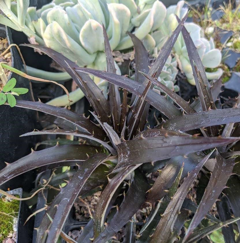 Dyckia Burgundy Ice