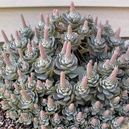 Orostachys Iwarenge | Dunce Cap