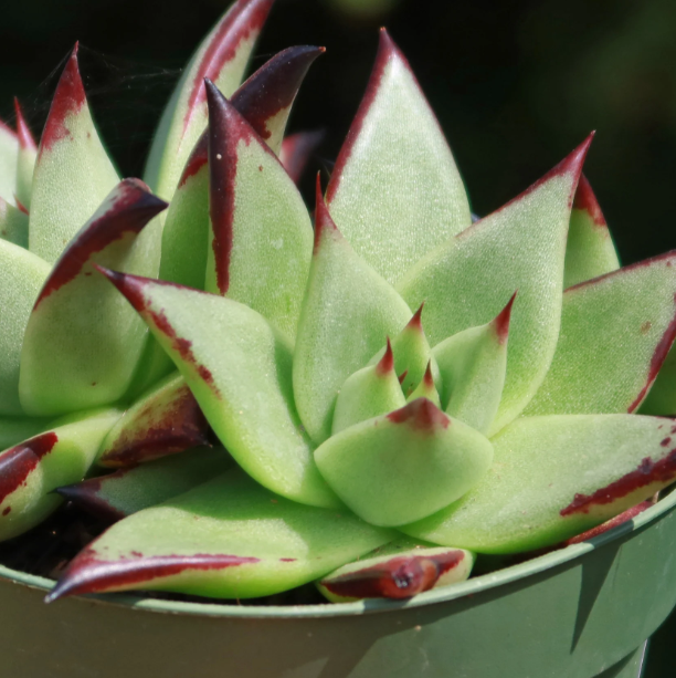 Echeveria Agavoides Ebony