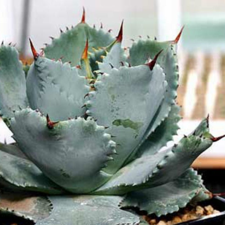 Agave Isthmensis | Dwarf Butterfly Agave