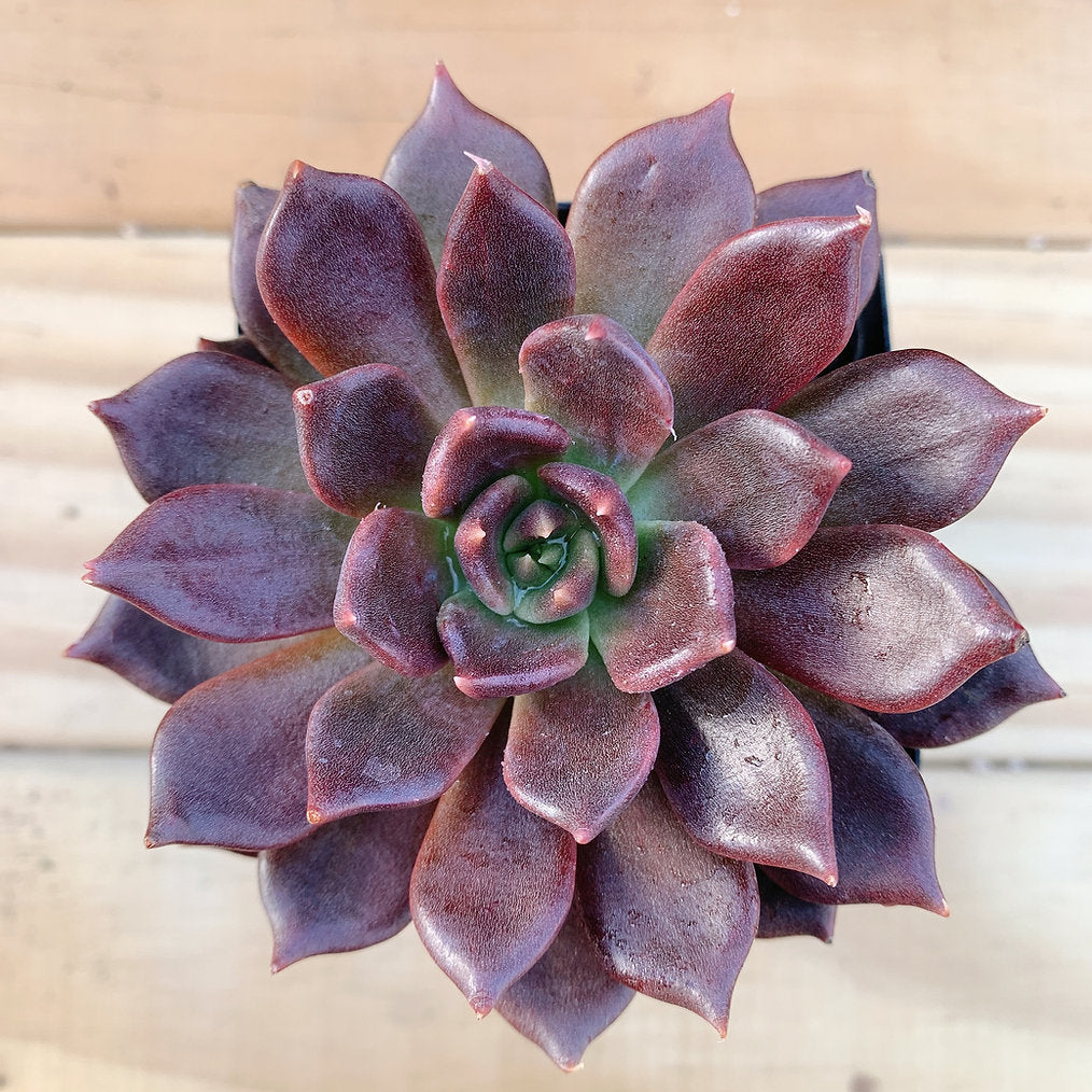 ?!label-Indicative photo