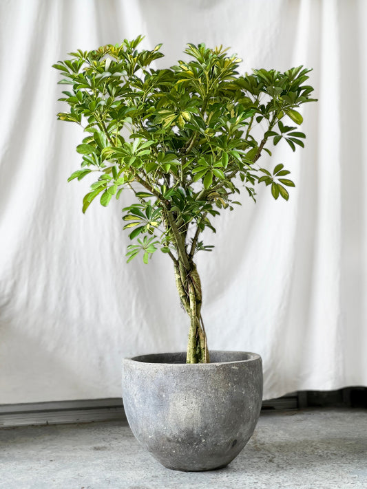 Schefflera Arboricola - Umbrella Plant