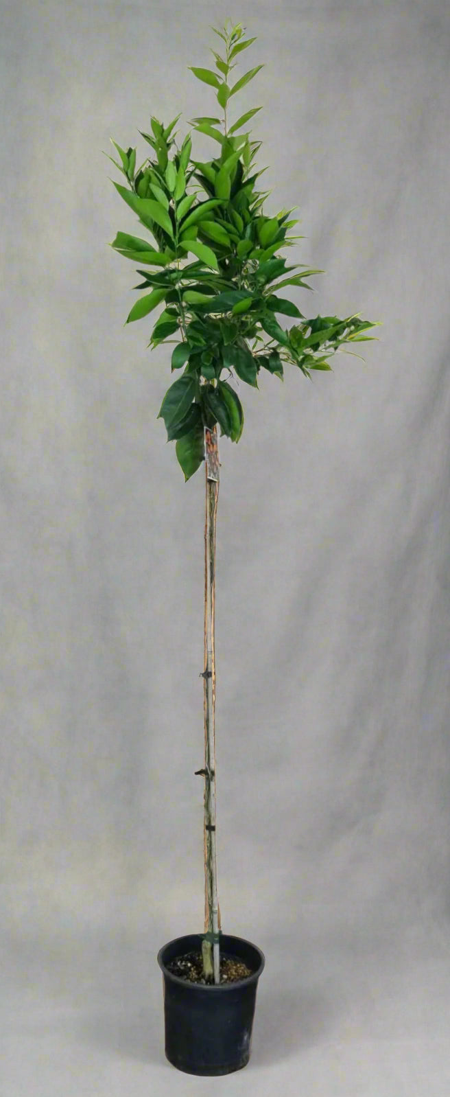 Encore Mandarin Tree