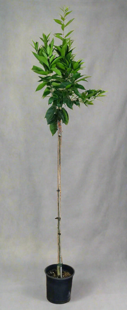 Encore Mandarin Tree