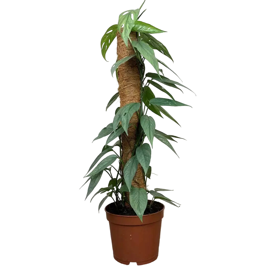 philodendron cebu blue epipremnum pinnatum Epipremnum 'Cebu Blue' on Pole – Jungle Story
