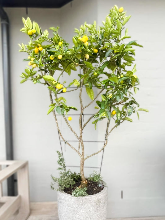 Espaliered Lime Cocktail