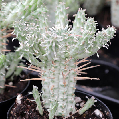Euphorbia Mammillaris Variegata Corn Cob Cactus | White Rocket