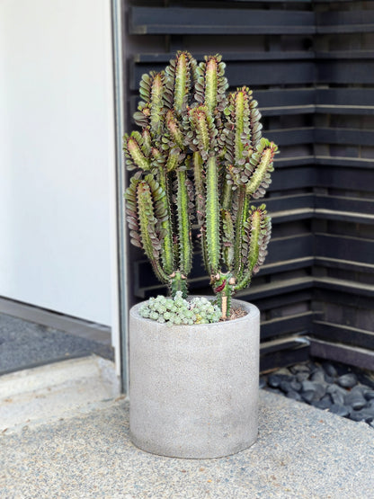 Euphorbia trigona purpurea