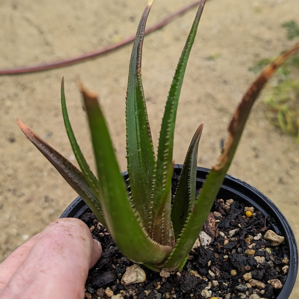 Aloe Fairy Pink