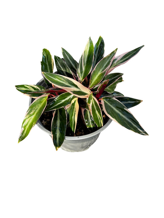 Stromanthe ‘Triostar’ – 2L Pot