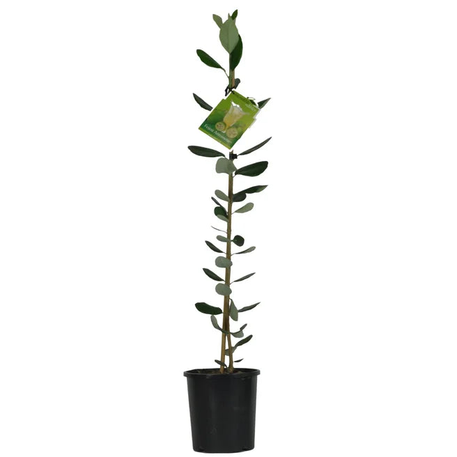 Feijoa 'Antoinette'™ 3ltr