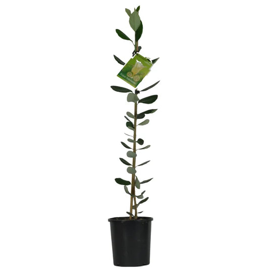 Feijoa 'Antoinette'™ 3ltr