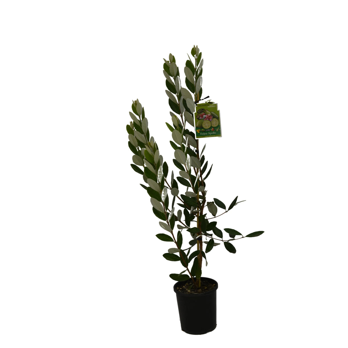 Feijoa 'Apollo' 3ltr