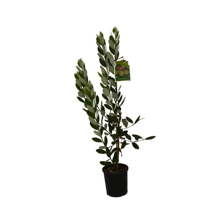 Feijoa 'Apollo' 3ltr