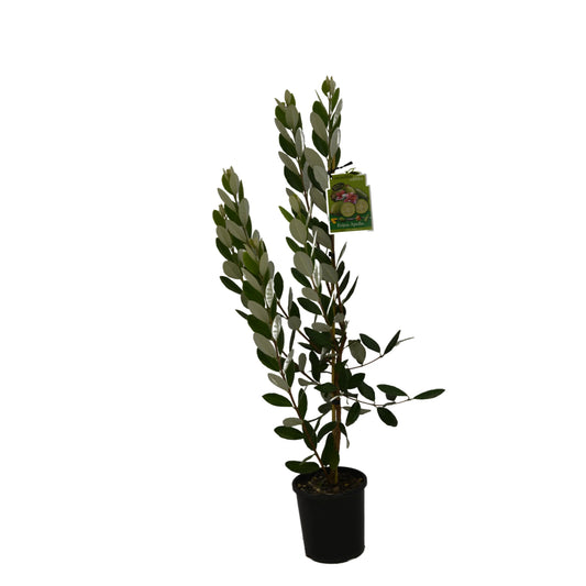 Feijoa 'Apollo' 3ltr