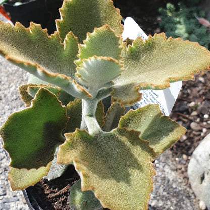 Kalanchoe Beharensis | Felt Bush