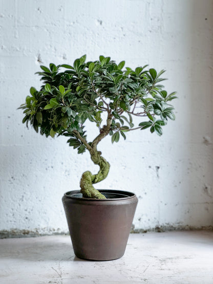 Ficus Retusa bonsai