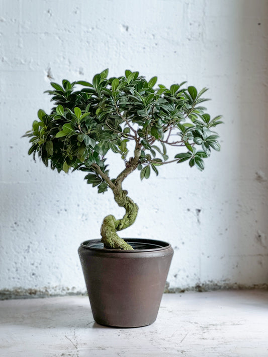 Ficus Retusa bonsai