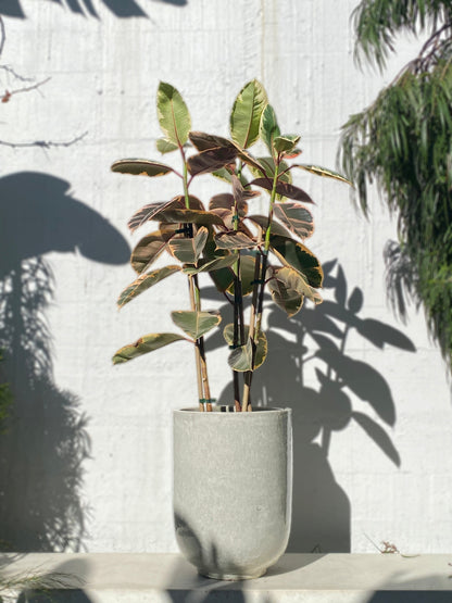 Ficus elastica 'Ruby'