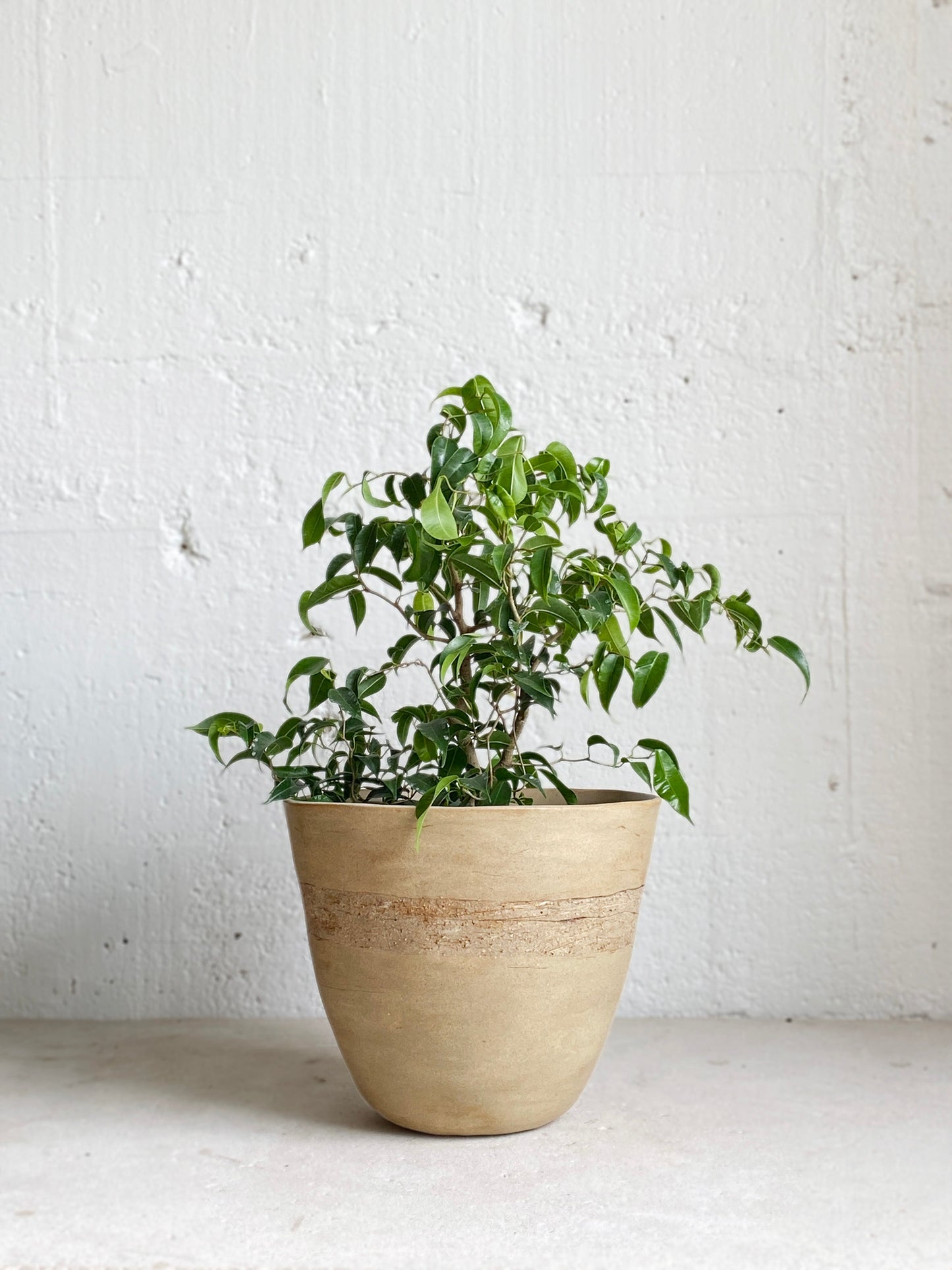 Ficus Benjamina 'Twisted Dwarf'