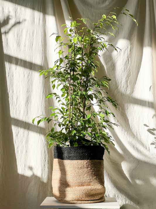 Tall round baskets with handles