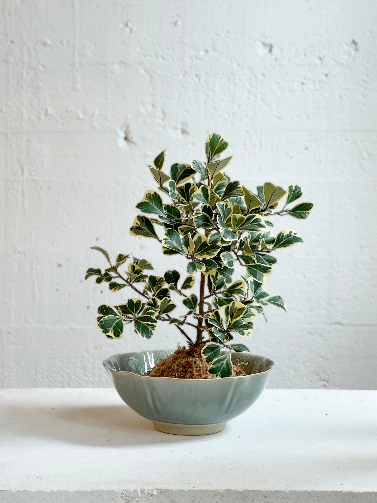Ficus deltoidea variegated kokedama